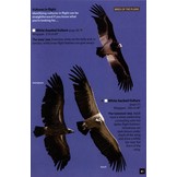 Birds of the Masai Mara