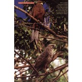 Birds of Kenya's Rift Valley