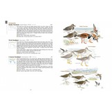 A Field Guide to the Birds of Taiwan