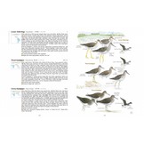 A Field Guide to the Birds of Taiwan