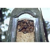 Schwegler Fledermaushöhle 2FN (speziell)