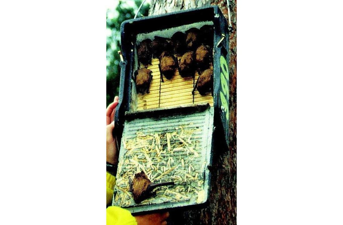 Flat Bat Box 1FF with built-in wooden rear panel