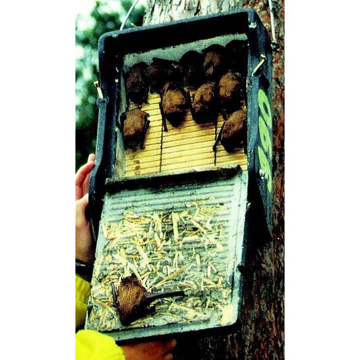 Schwegler Flat Bat Box 1FF with built-in wooden rear panel