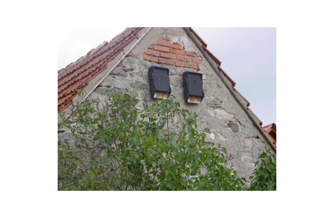 Flat Bat Box 1FF with built-in wooden rear panel
