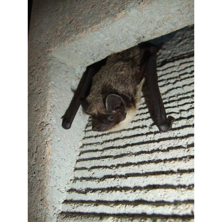 Bat Tube 1FR and 2FR