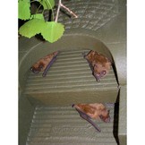 Schwegler Universal Bat Box 1FFH