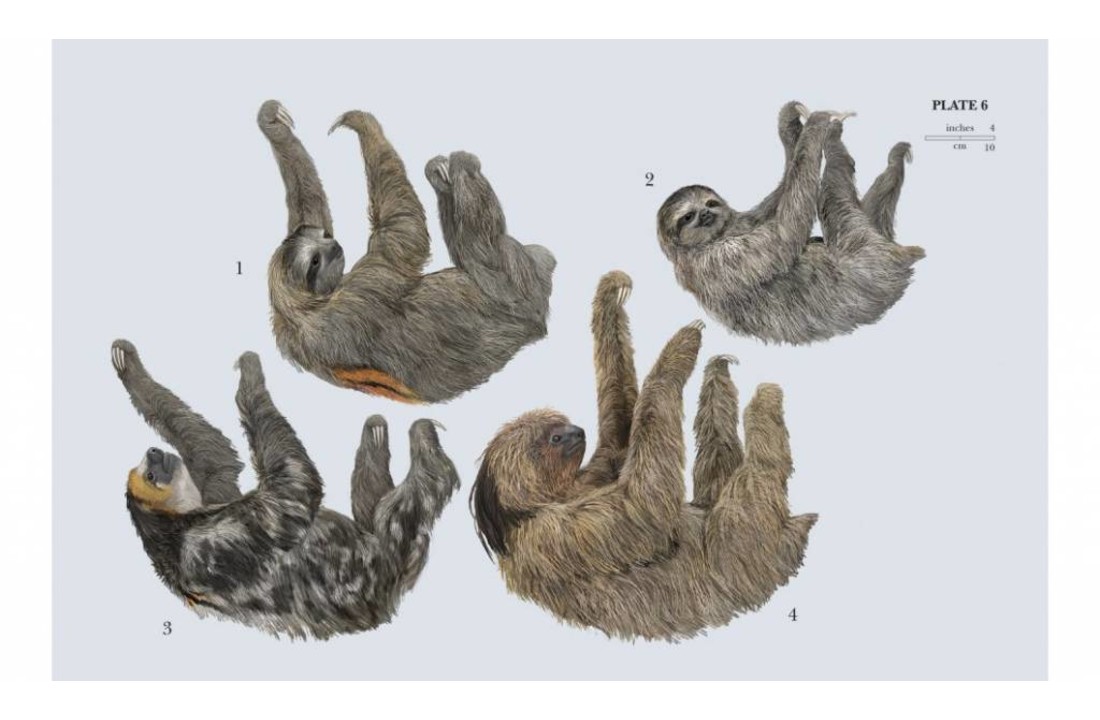 Handbook of the Mammals of the World, Vol. 8: Insectivores, Sloths and Colugos