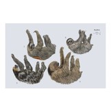 Handbook of the Mammals of the World, Vol. 8: Insectivores, Sloths and Colugos