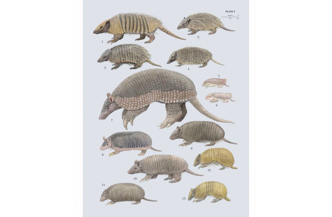 Handbook of the Mammals of the World, Vol. 8: Insectivores, Sloths and Colugos