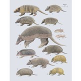 Handbook of the Mammals of the World, Vol. 8: Insectivores, Sloths and Colugos