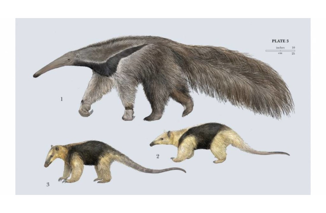 Handbook of the Mammals of the World, Vol. 8: Insectivores, Sloths and Colugos