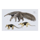 Handbook of the Mammals of the World, Vol. 8: Insectivores, Sloths and Colugos