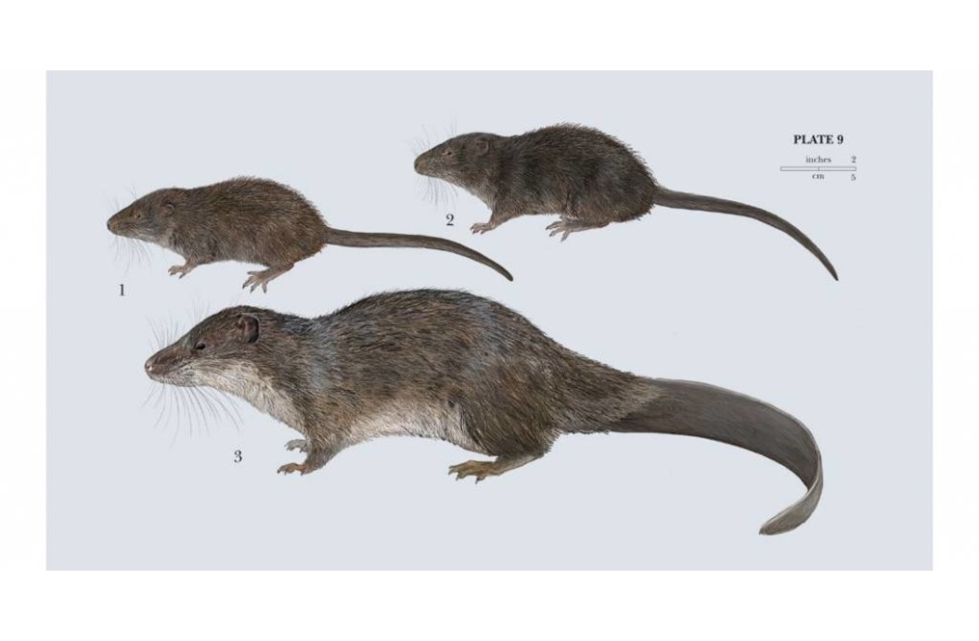 Handbook of the Mammals of the World, Vol. 8: Insectivores, Sloths and Colugos