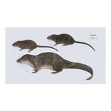 Handbook of the Mammals of the World, Vol. 8: Insectivores, Sloths and Colugos