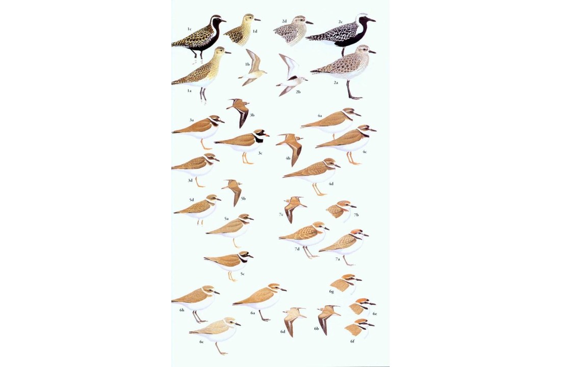 Birds of South-East Asia