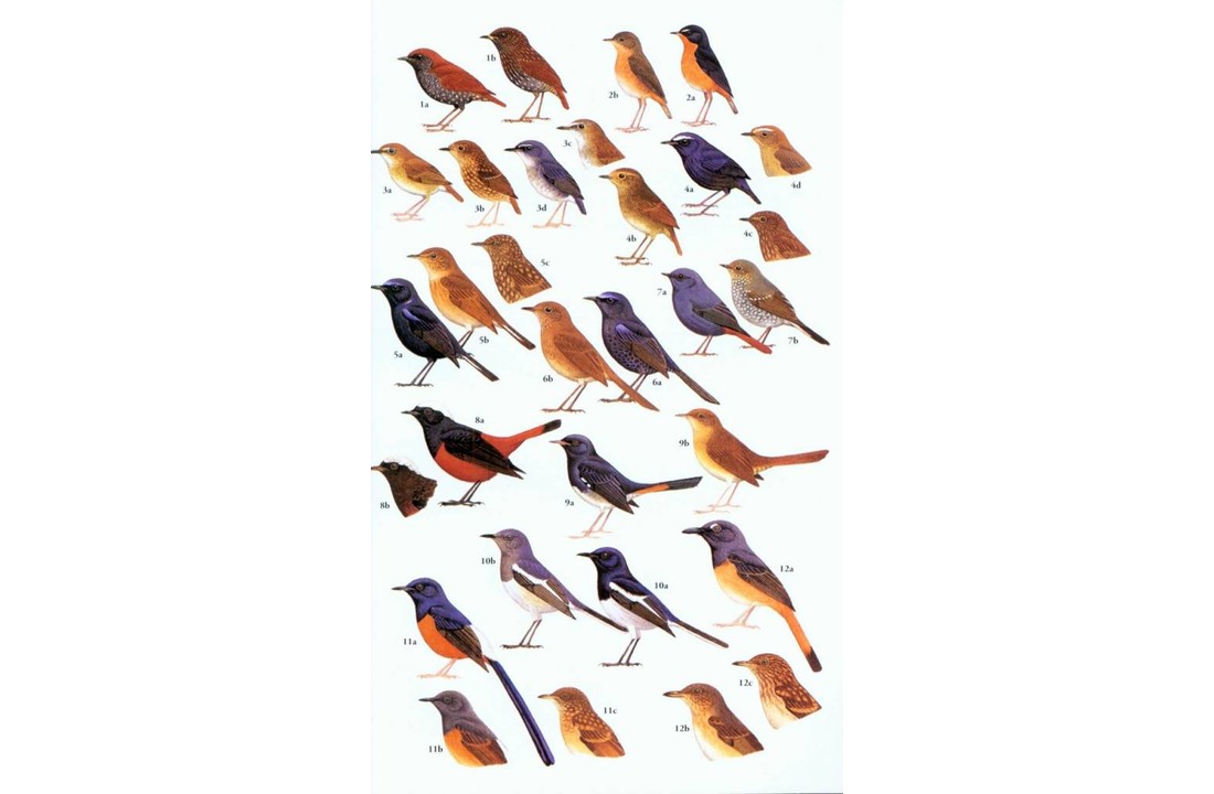 Birds of South-East Asia