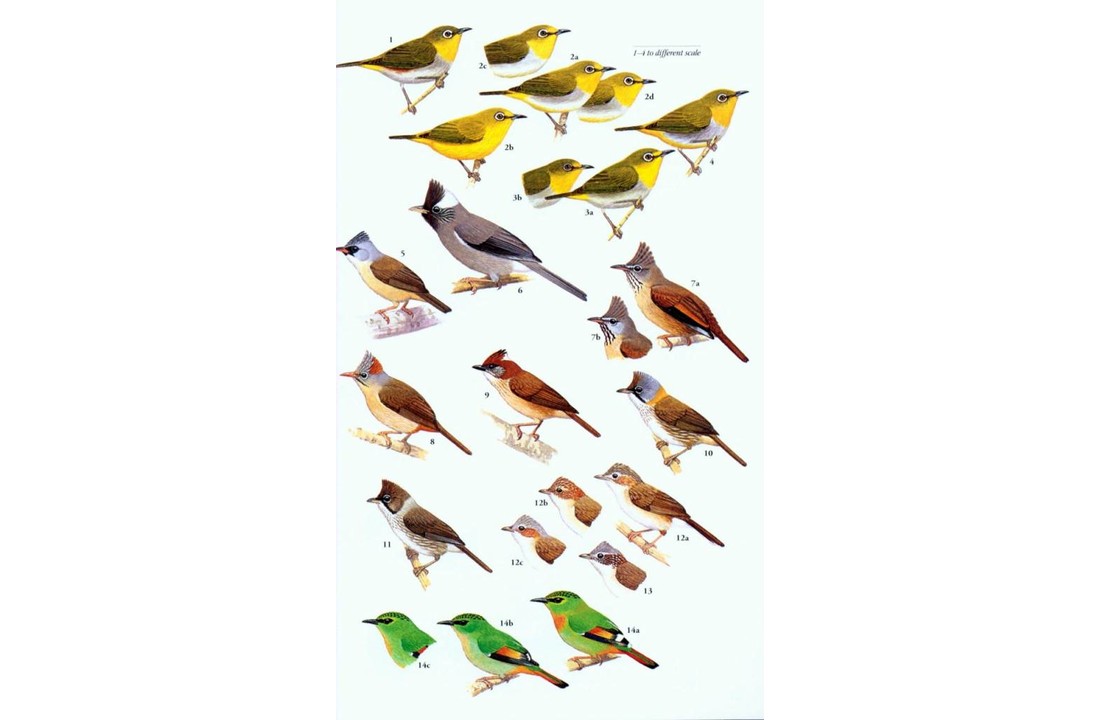 Birds of South-East Asia