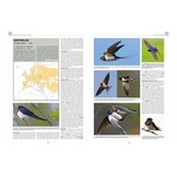 Handbook of Western Palearctic Birds: Passerines (Set van 2 Delen)