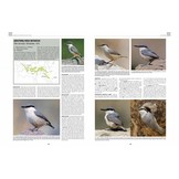 Handbook of Western Palearctic Birds: Passerines (2-Volume Set)