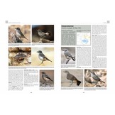 Handbook of Western Palearctic Birds: Passerines (Set van 2 Delen)