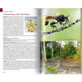 Die Raubfliegen Deutschlands - Entdecken - Beobachten - Bestimmen