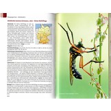 Die Raubfliegen Deutschlands - Entdecken - Beobachten - Bestimmen