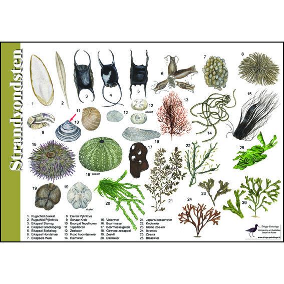 Identification Card Beach Finds