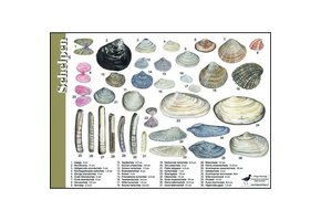 Identification Card Shells