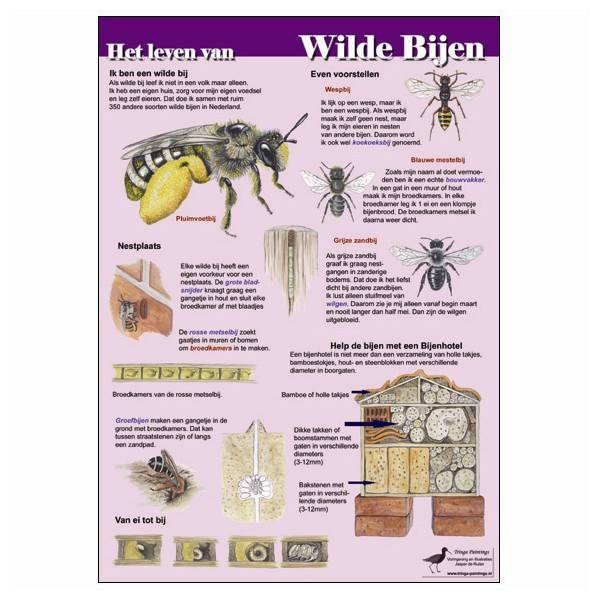 Edukaart Het Leven van Wilde Bijen