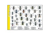 Identification Card Solitary Bees
