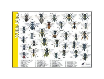 Herkenningskaart Wilde Bijen