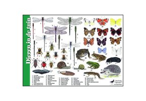 Bestimmungshilfe Tiere im Garten