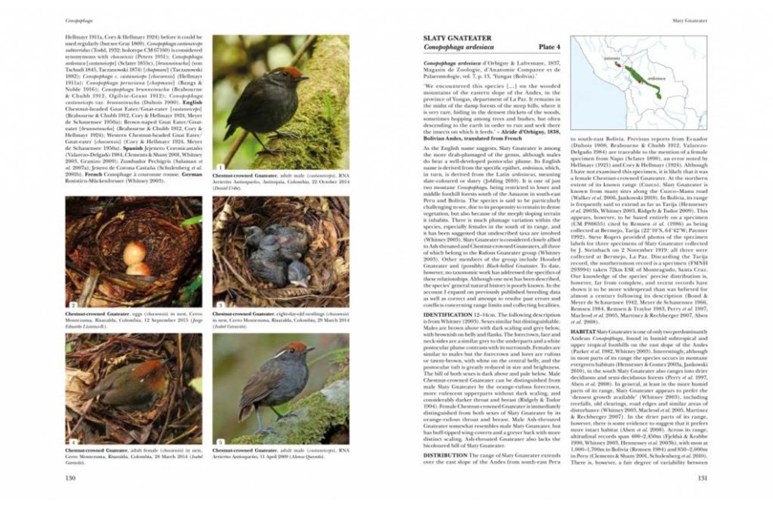 Antpittas and Gnateaters