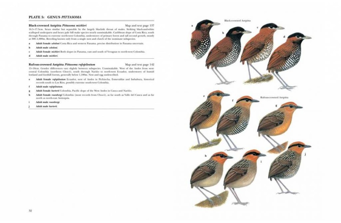 Antpittas and Gnateaters