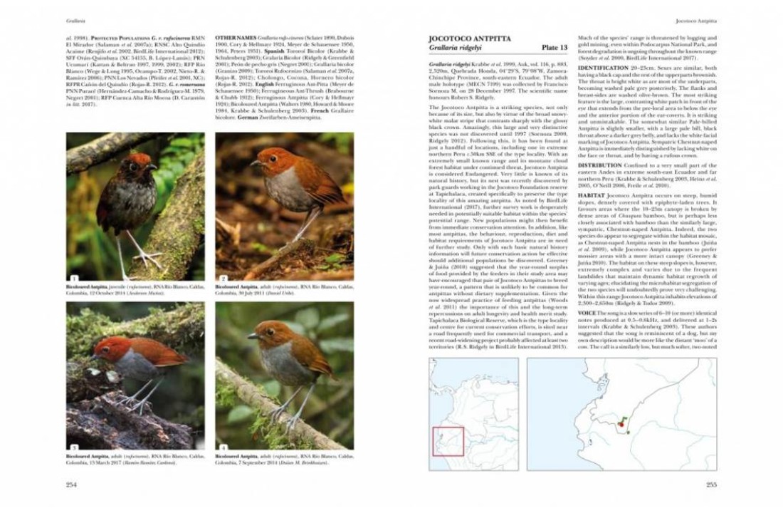 Antpittas and Gnateaters