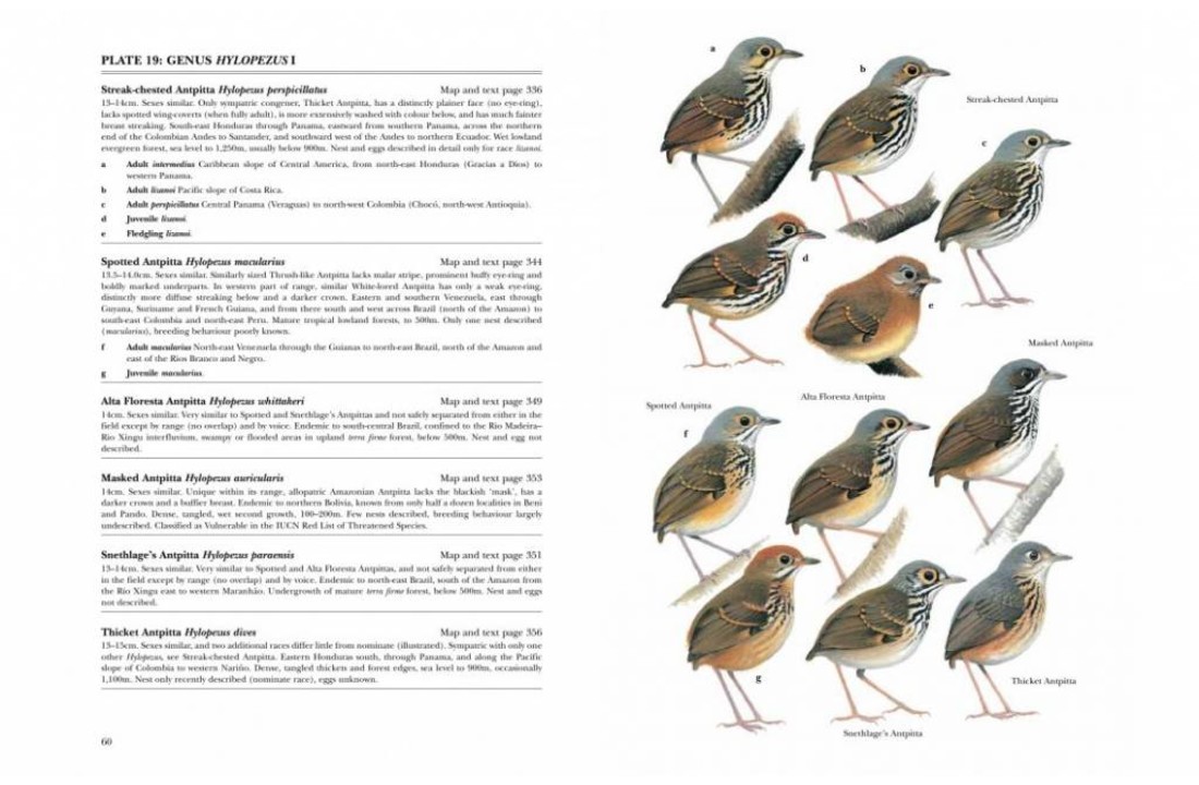 Antpittas and Gnateaters