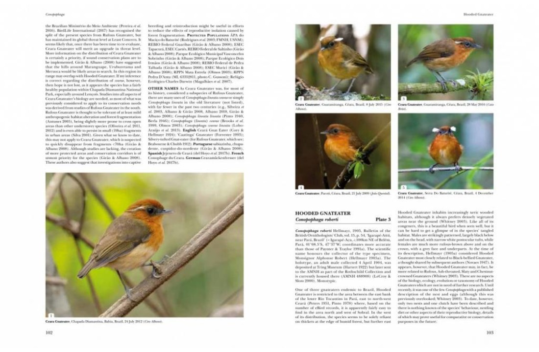 Antpittas and Gnateaters