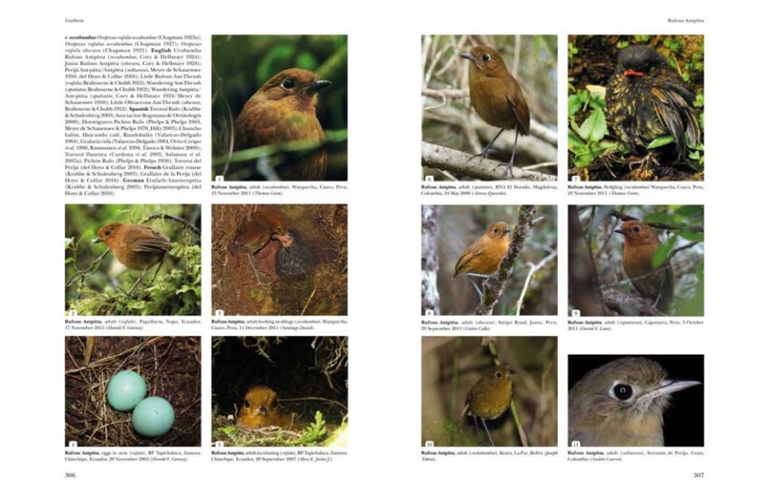 Antpittas and Gnateaters