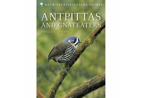 Antpittas and Gnateaters