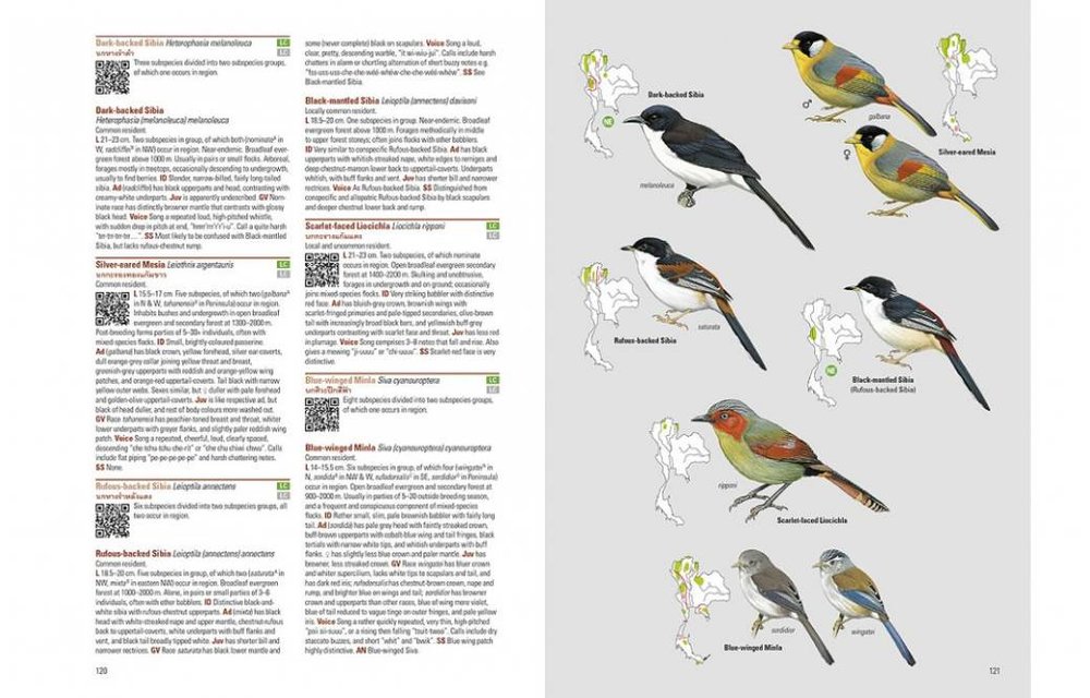Birds of Thailand
