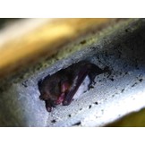 ANS-1/2 Fledermaushöhle