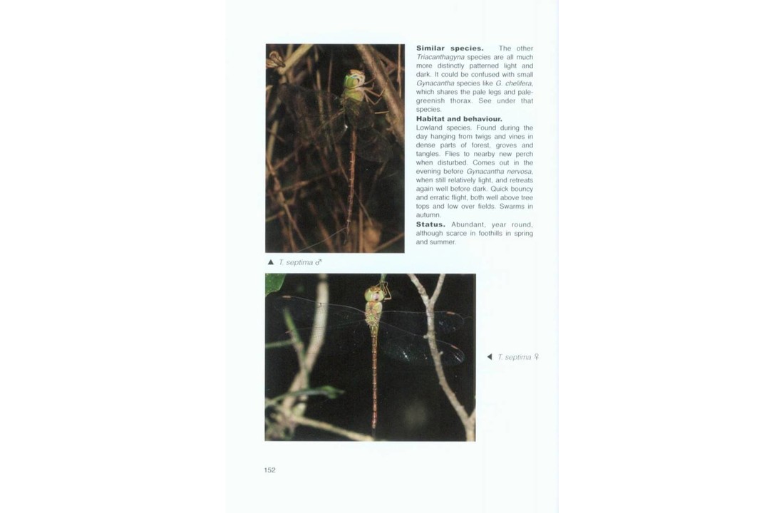 Dragonflies and Damselflies of the Serra dos Orgaos