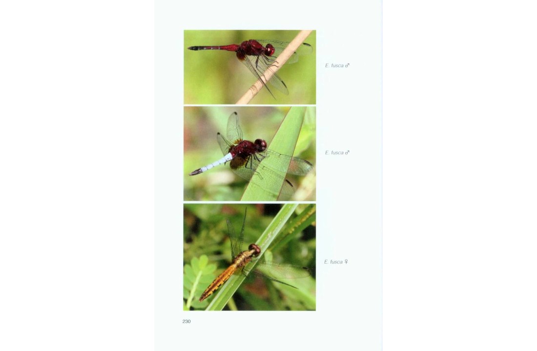 Dragonflies and Damselflies of the Serra dos Orgaos