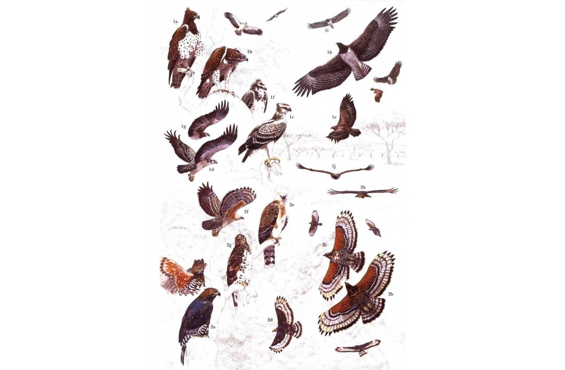 African Raptors