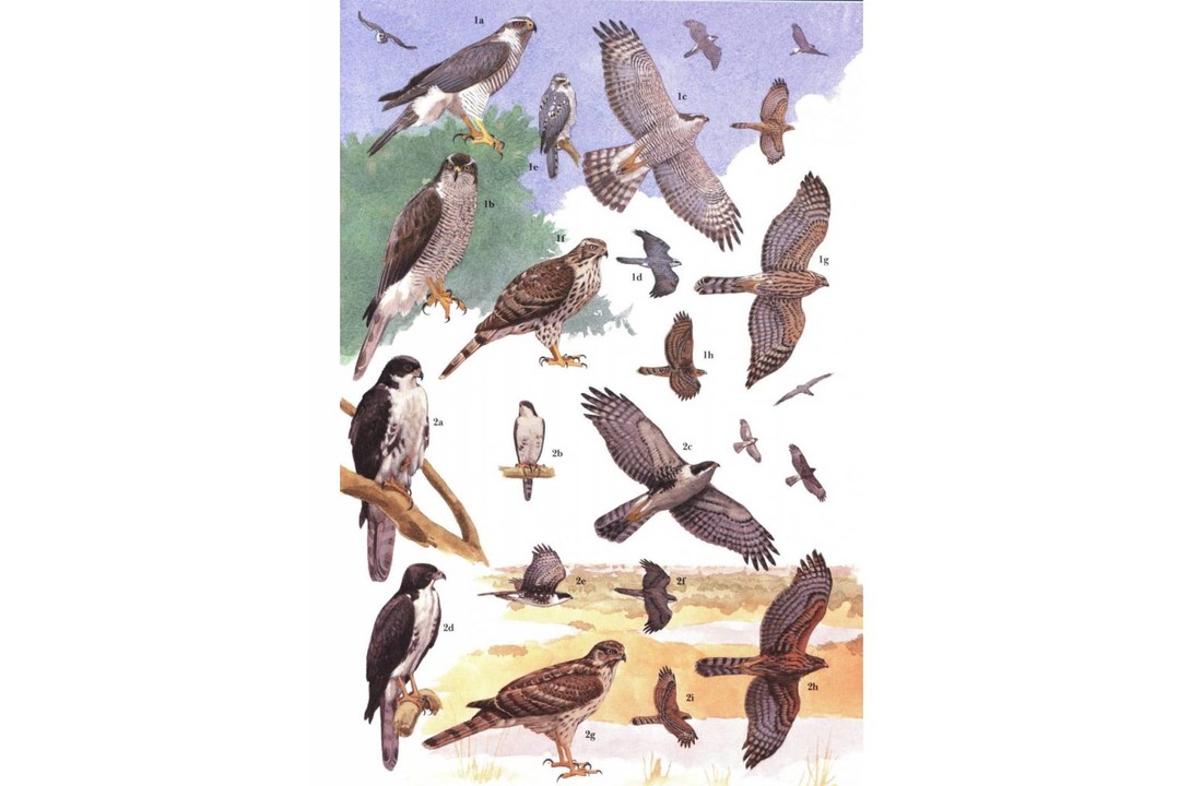 African Raptors