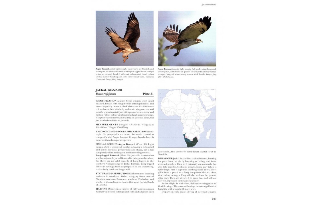 African Raptors