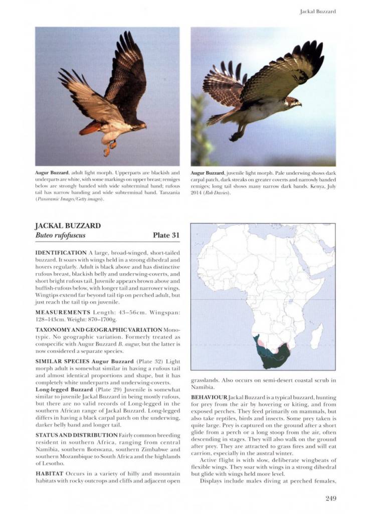 African Raptors