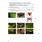 The Grasshoppers of Greece