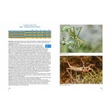 The Grasshoppers of Greece