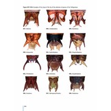 The Grasshoppers of Greece